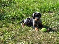 CHIOT