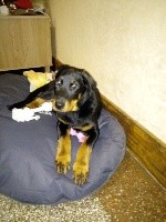 CHIOT