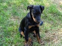 CHIOT