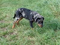CHIOT